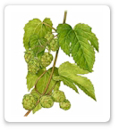 Busto Lift Cream hops