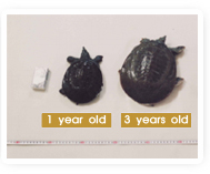 Compared 1 year old soft shell turtle with 3 years ols soft shell turtle