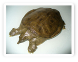 prepared soft shell turtle
