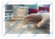 EUF clinically studies