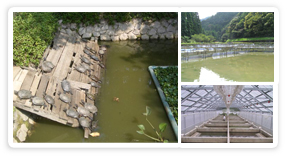 Soft Shell Turtle Pool