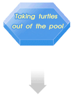 Taking turtles